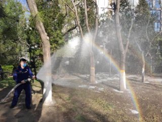 洒水湿化后的杨柳絮，还要妥善处置！